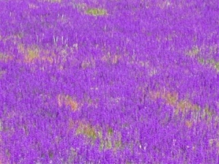 [ Purple fields, Cappadocia ]